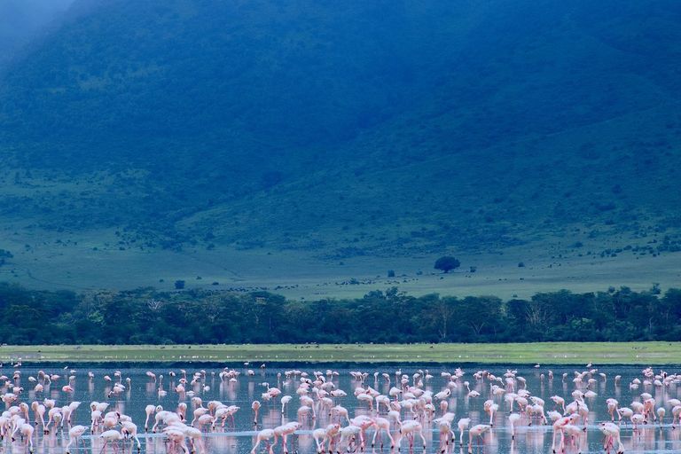 Wildlife in Tanzania - bird, vertebrate