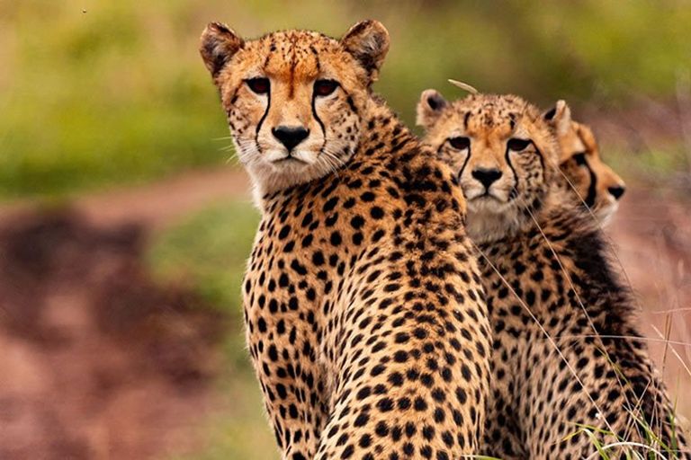 Cheetah and Leopard in Tanzania - felidae, carnivores