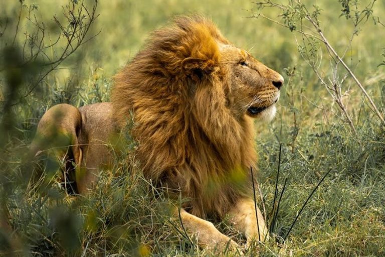 Lion in Tanzania - felidae, lion