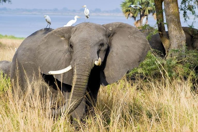 Elephant in Uganda - elephant, african-elephant
