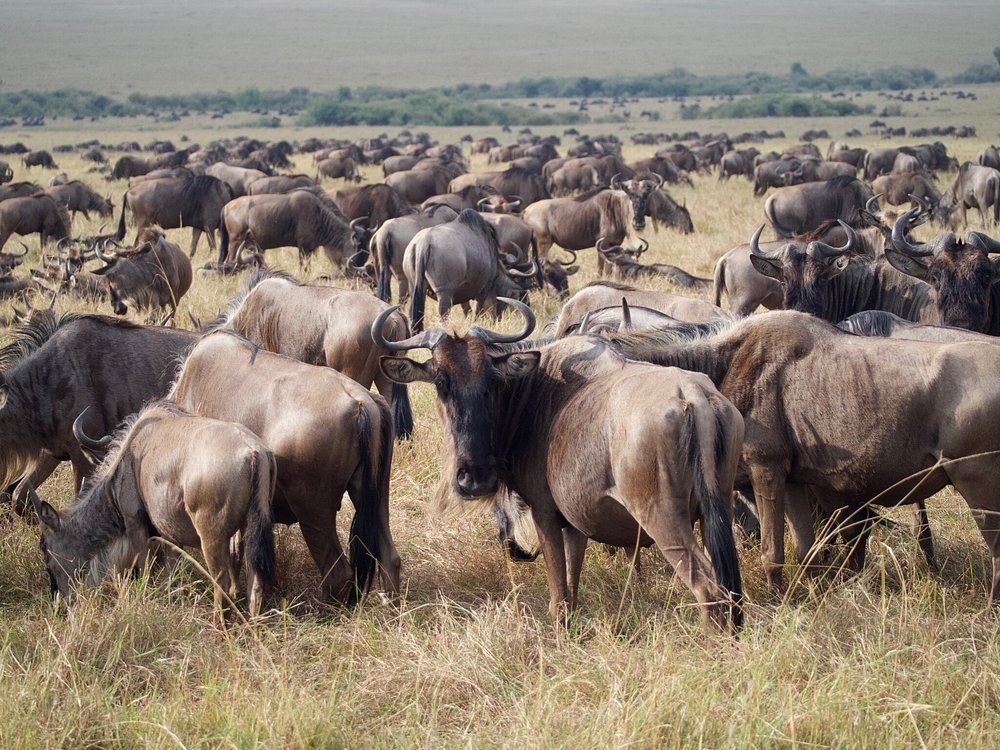 Nairobi Kenya Safaris