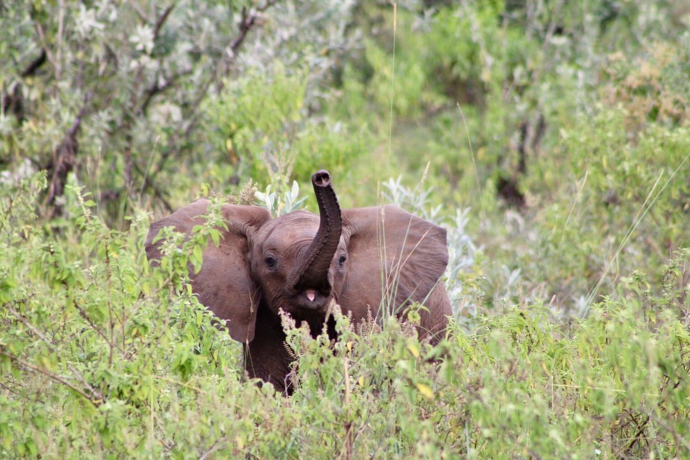 Nairobi Kenya Safaris