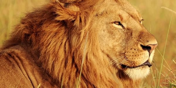 lion in Kenya