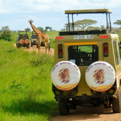 Plentiful ADVENTURE safari