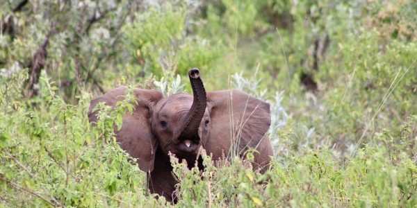 Nairobi Kenya Safaris