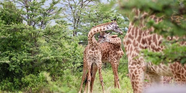 Our Nairobi Kenya Safari Packages