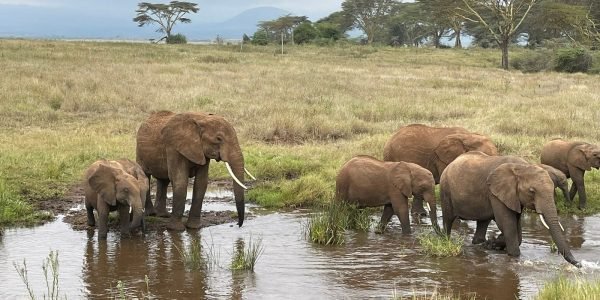 South Africa safari packages