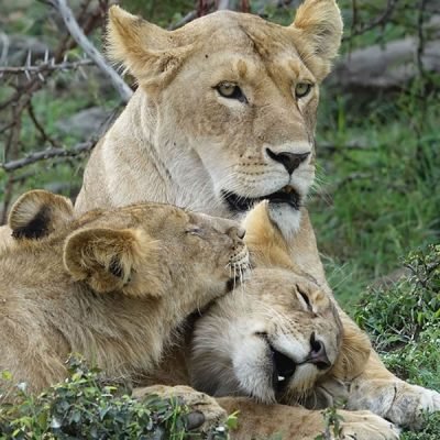 Plentiful ADVENTURE safari