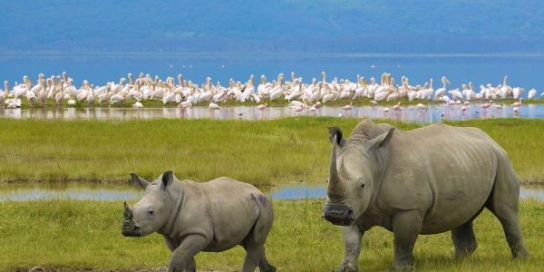 nakuru-national-park