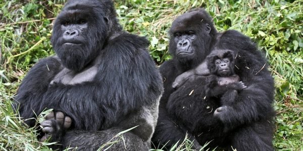 rwanda-gorilla-trek-day (1)